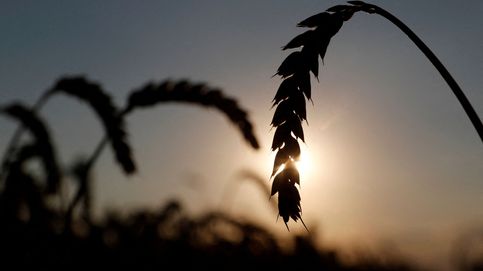 Los precios de los fertilizantes continúan su 'rally' y los cereales suben hasta un 40% en España