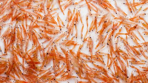 El aceite de krill, un superalimento con grandes posibilidades culinarias
