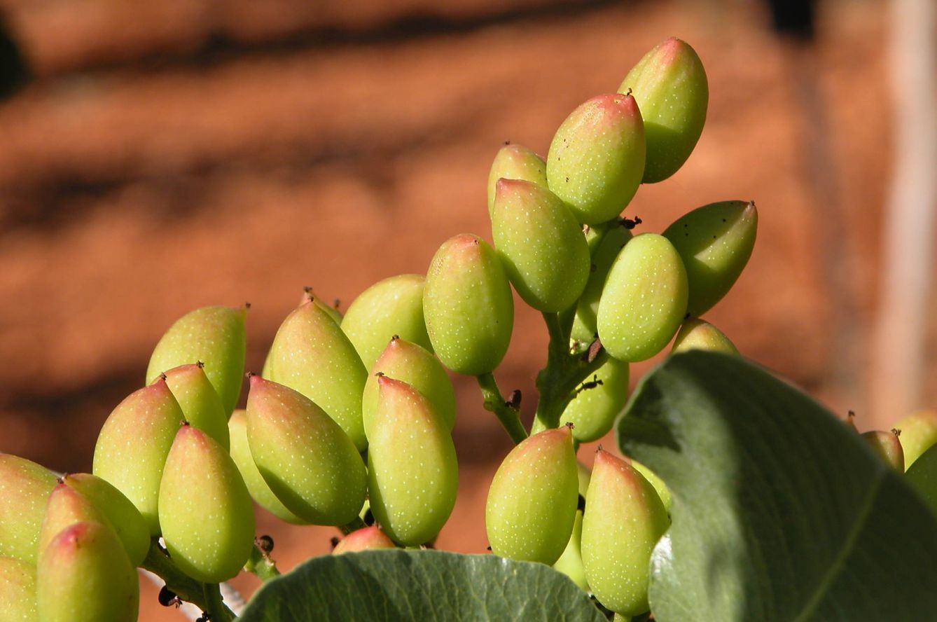 Detalle de pistachos en maduración. (J.F. Couceiro)