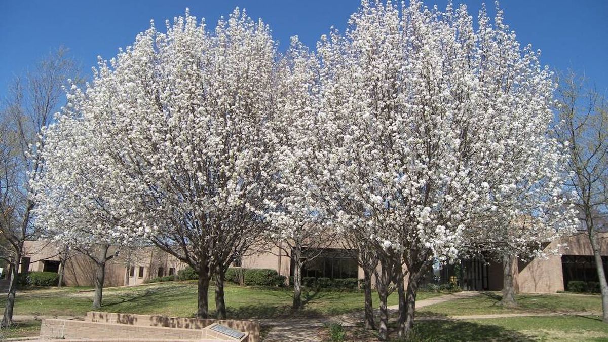 Este árbol invade media España y provoca asco en primavera: "Mi calle huele a semen"