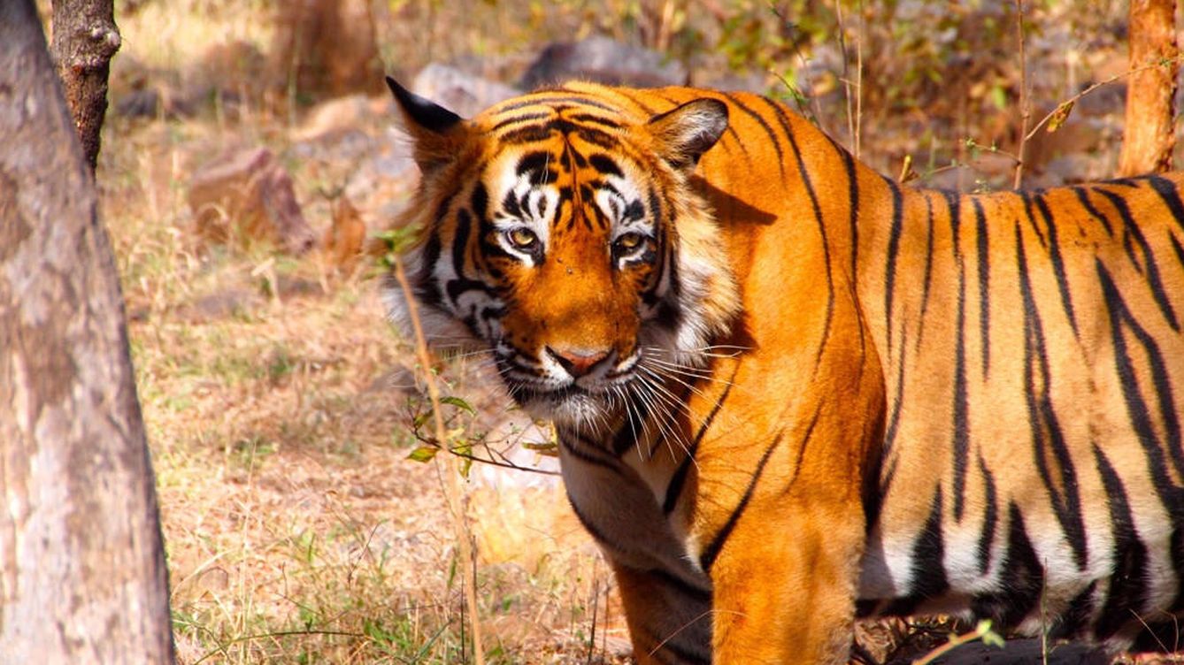 Uno de los tigres del Parque Nacional de Ranthambore, India (CC/Flickr/bjoern)