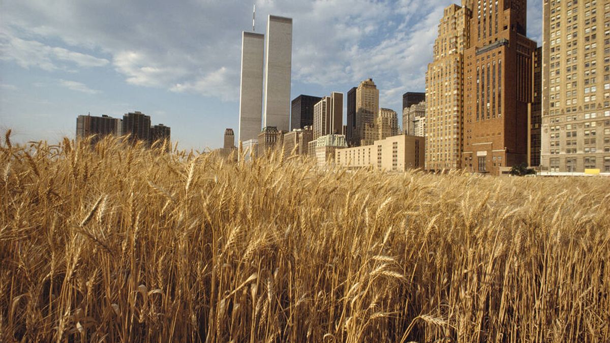 El verano en que Nueva York vio brotar un enorme campo de trigo bajo sus rascacielos
