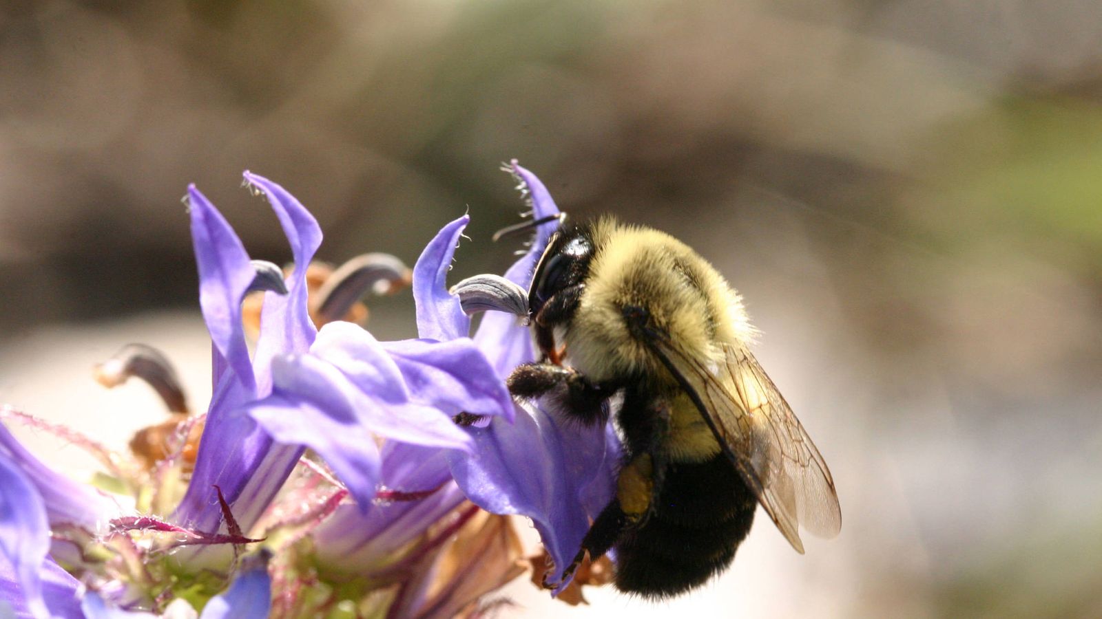 Foto: Una abeja se alimenta y poliniza una flor salvaje en Ontario, Canadá, uno de los lugares donde se han analizado la dinámicas temporales de selección natural (Catherine Walsh)