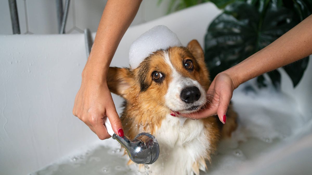 Cómo limpiar a tu perro sin bañarlo