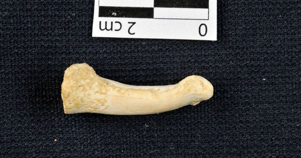 Foto: Uno de los restos óseos hallados en la cueva. (Callao Cave Archaeology Project)