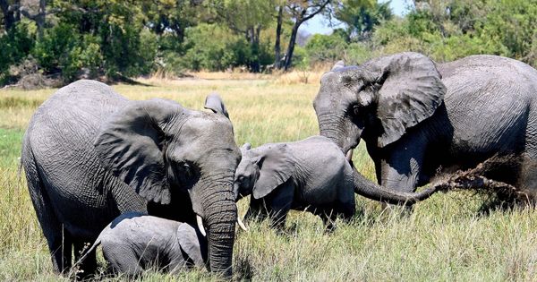 Foto: Botsuana levanta la prohibición de cazar elefantes en su territorio