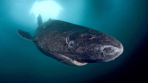 El metabolismo del tiburón de Groenlandia nos puede enseñar a vivir cientos de años