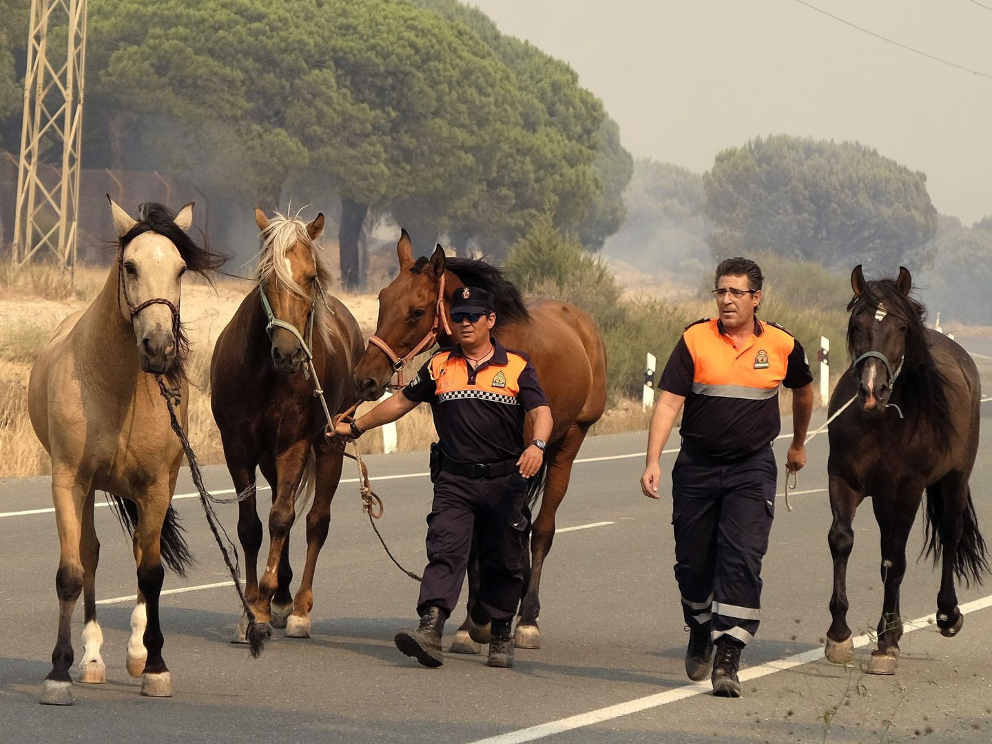 Efectivos de Protección Civil evacúan unos caballos en los alrededores de Mazagón. (EFE)