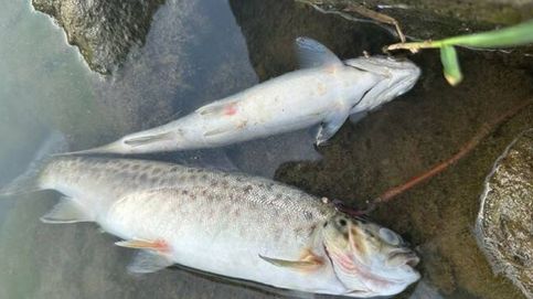 Guipúzcoa confirma la muerte de cien peces en el río Urumea: Es grave
