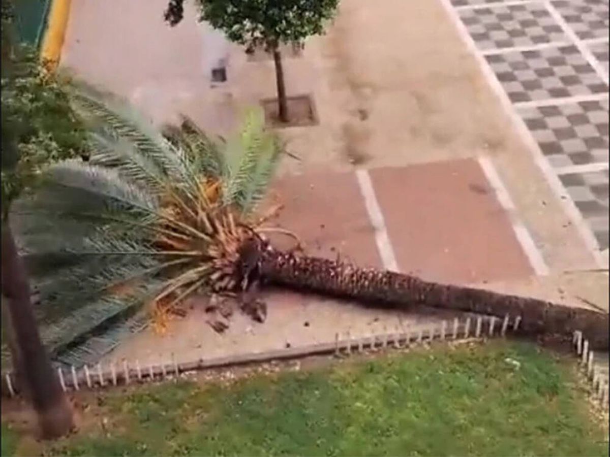 Foto: Una vecina de Sevilla retransmite en directo la caída de una palmera y se hace viral: "Lo estaba viendo" (X: @SoyRafaCastro)