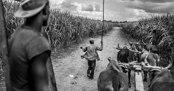 Foto: Cortadores de caña de azúcar en los bateyes de la provincia de San Pedro de Macorís, donde muchos de los desplazados haitianos van a trabajar en la temporada de la caña de azucar. (Foto: Javier Arcenillas)