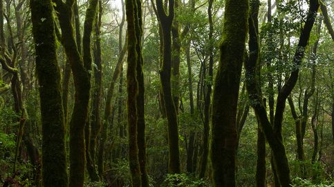 Vídeo: Laurisilvas de Canarias, la última selva europea