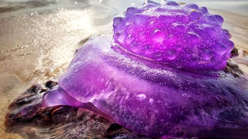 Una medusa increíblemente rara aparece en una playa australiana