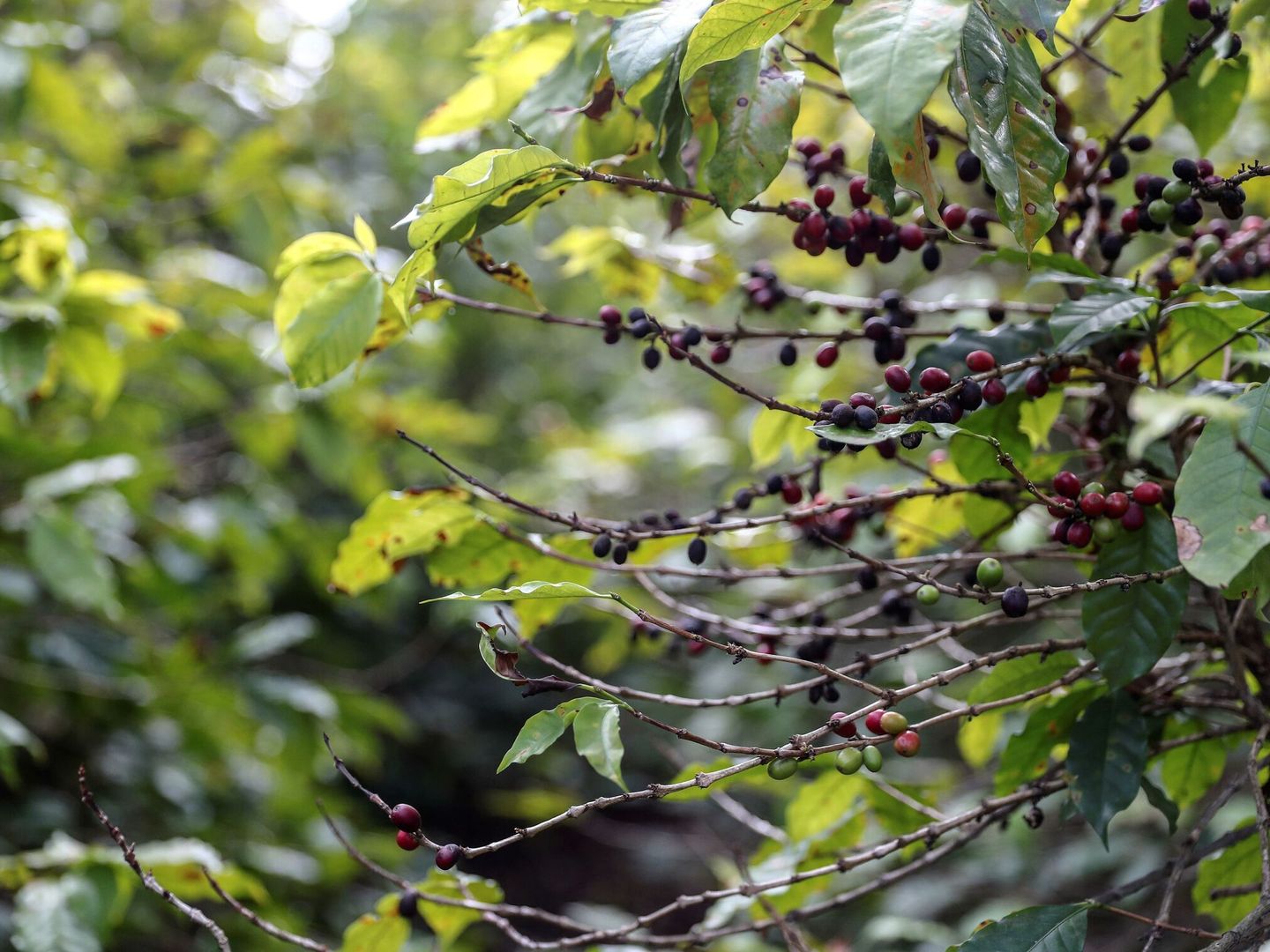 Desde su cultivo hasta su consumo, el impacto medioambiental del café es mayor de lo que pensamos (EFE)