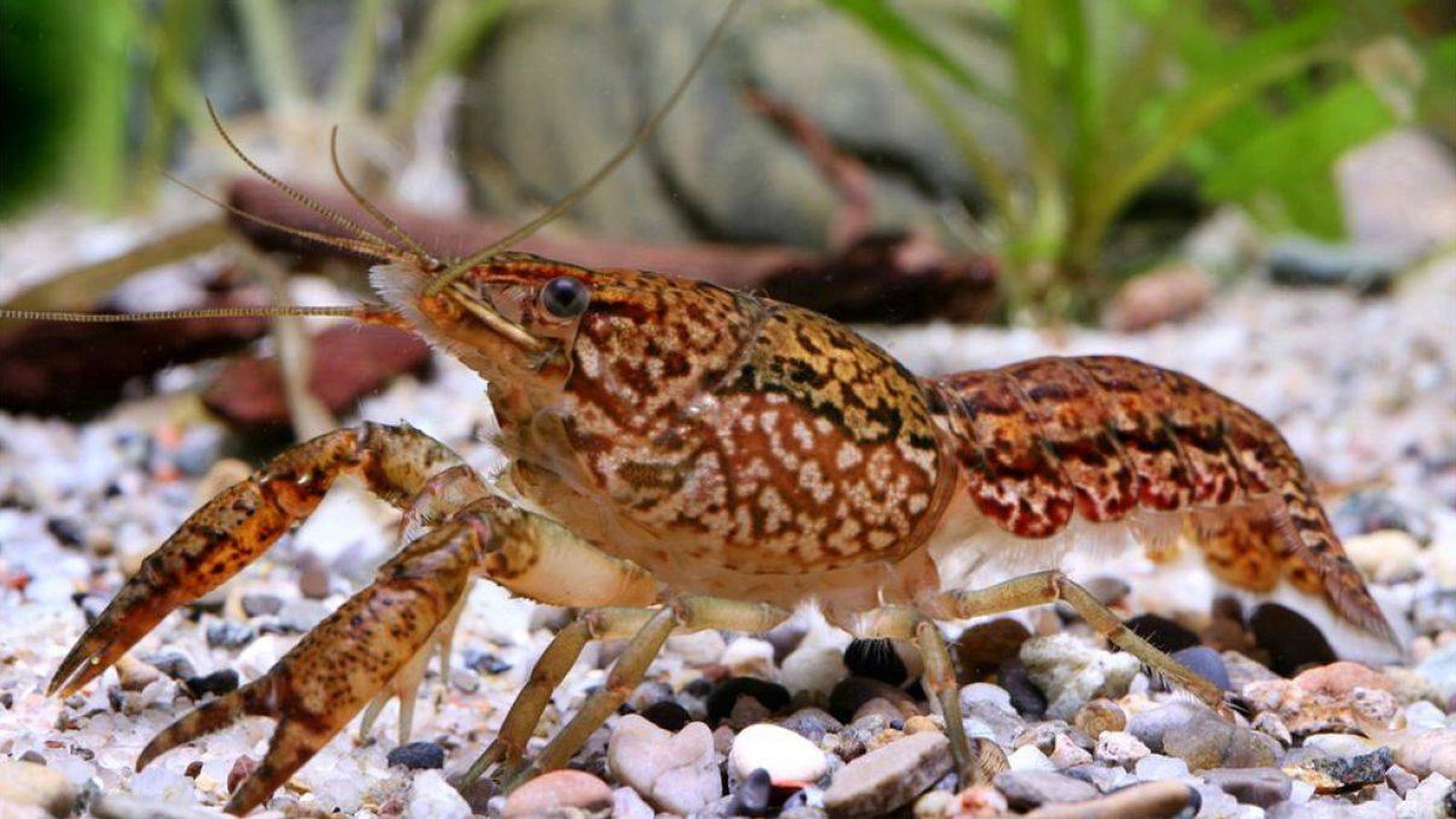 Foto: El misterio de la 'cangreja de mármol', el animal que se clona a sí mismo. (Reuters)