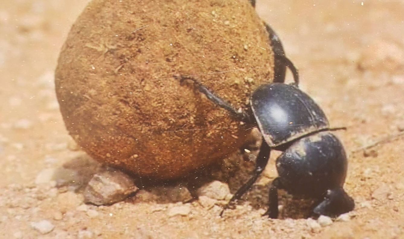 El escarabajo pelotero es uno de los insectos más afectados 