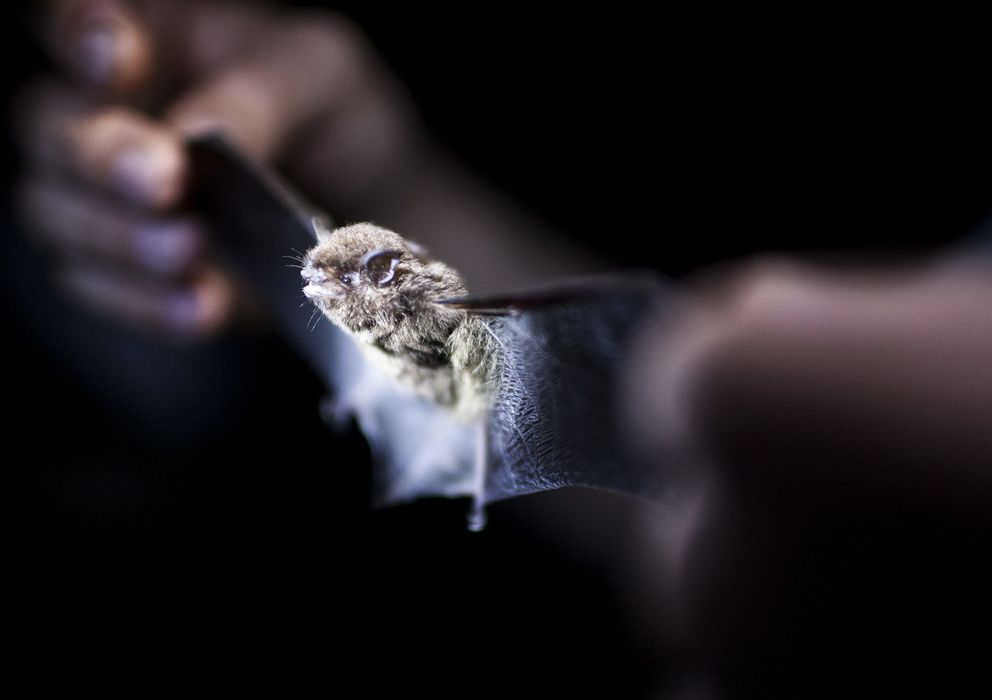 Foto: El rebrote de este temido virus podría haberse producido a través de los murciélagos. (EFE)