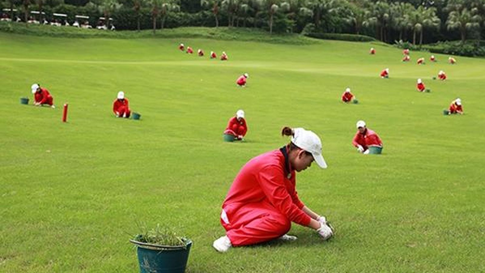 Foto: Caddies tratando la hierba de un campo de golf en China