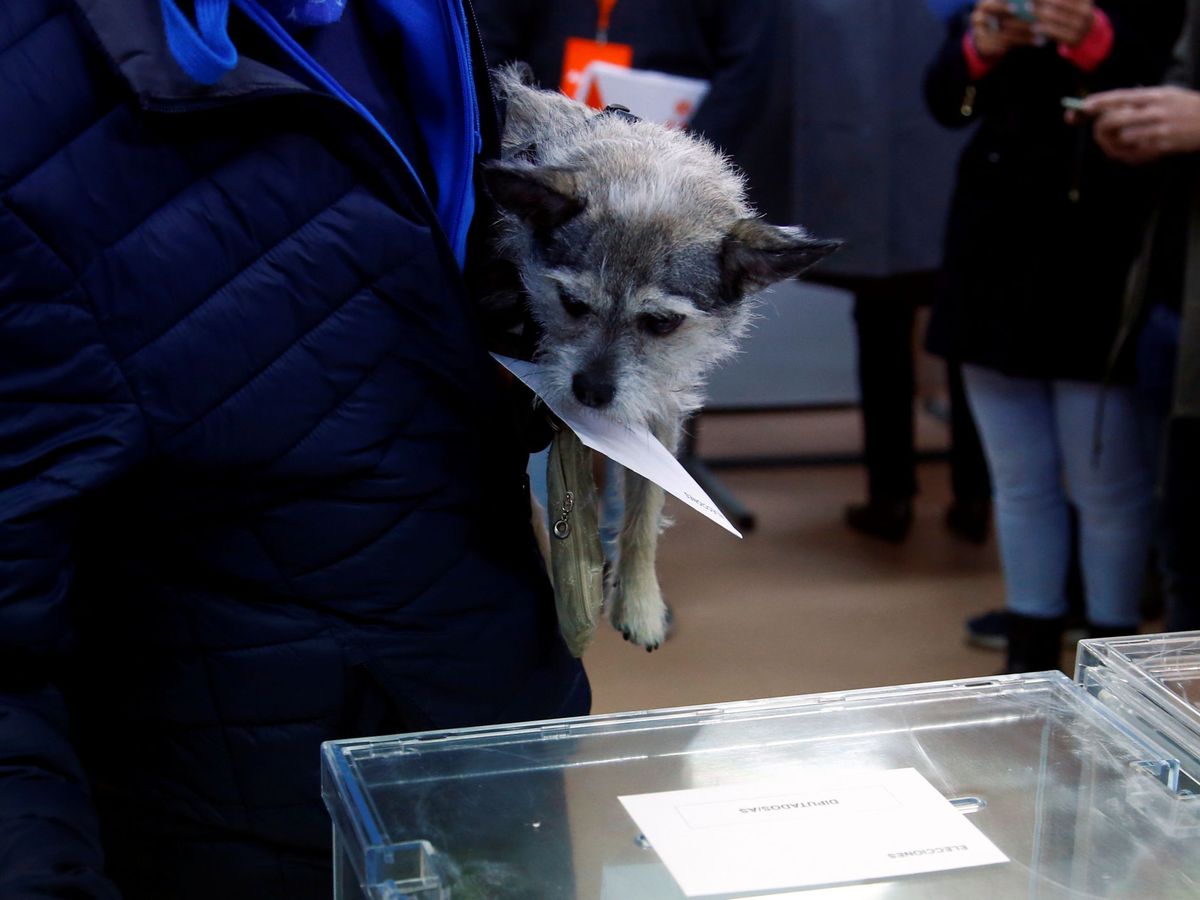 Foto: Un perro sostiene una papeleta durante las elecciones generales. (Reuters)