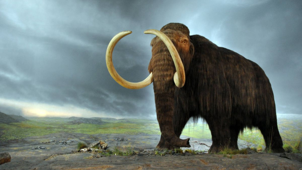 Una niña encuentra los restos de un mamut de hace 100.000 años