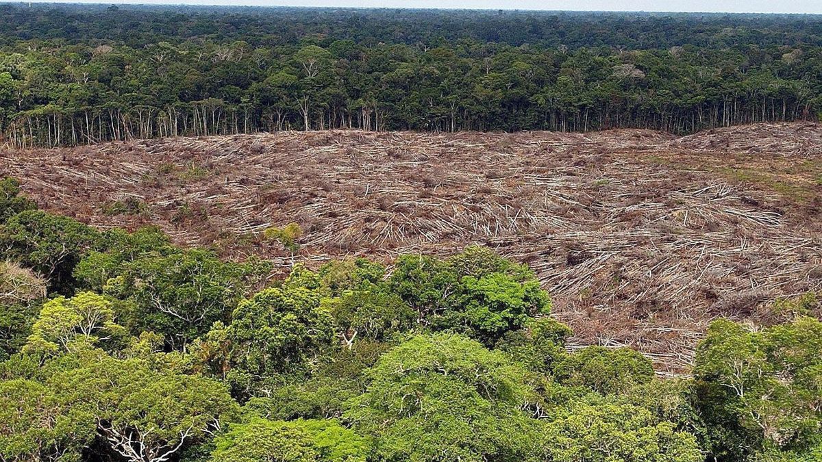 Destruir la Amazonia no es solo de derechas: cómo el socialismo se merienda la selva