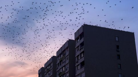 La contaminación acústica amenaza la supervivencia de las aves urbanas