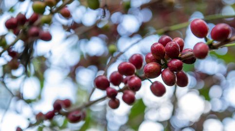 El café mejorado: si es verde, sus fitoquímicos son más potentes