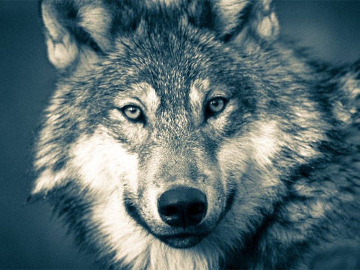 Foto: El perro fue el único animal que domesticó el hombre cazador de la Edad de Hielo (Foto: Pixabay)