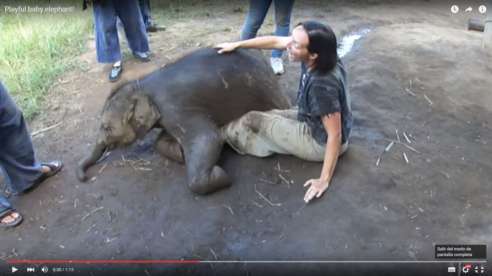 Foto: El elefante pequeño elefante se sienta sobre el regazo de la turista. (Youtube)