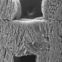 Foto: Vista al microscopio del material (ACS Energy Letters)