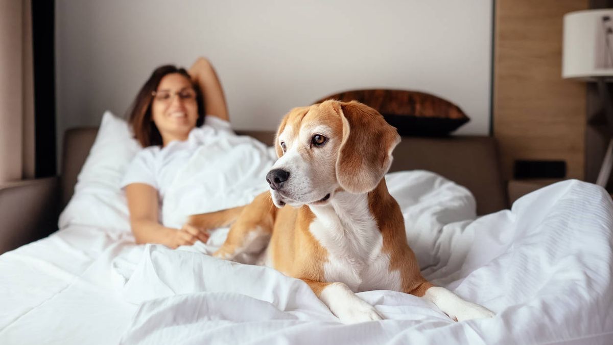 con tu perro la cama: cuándo puedes hacerlo y cuándo no deberías