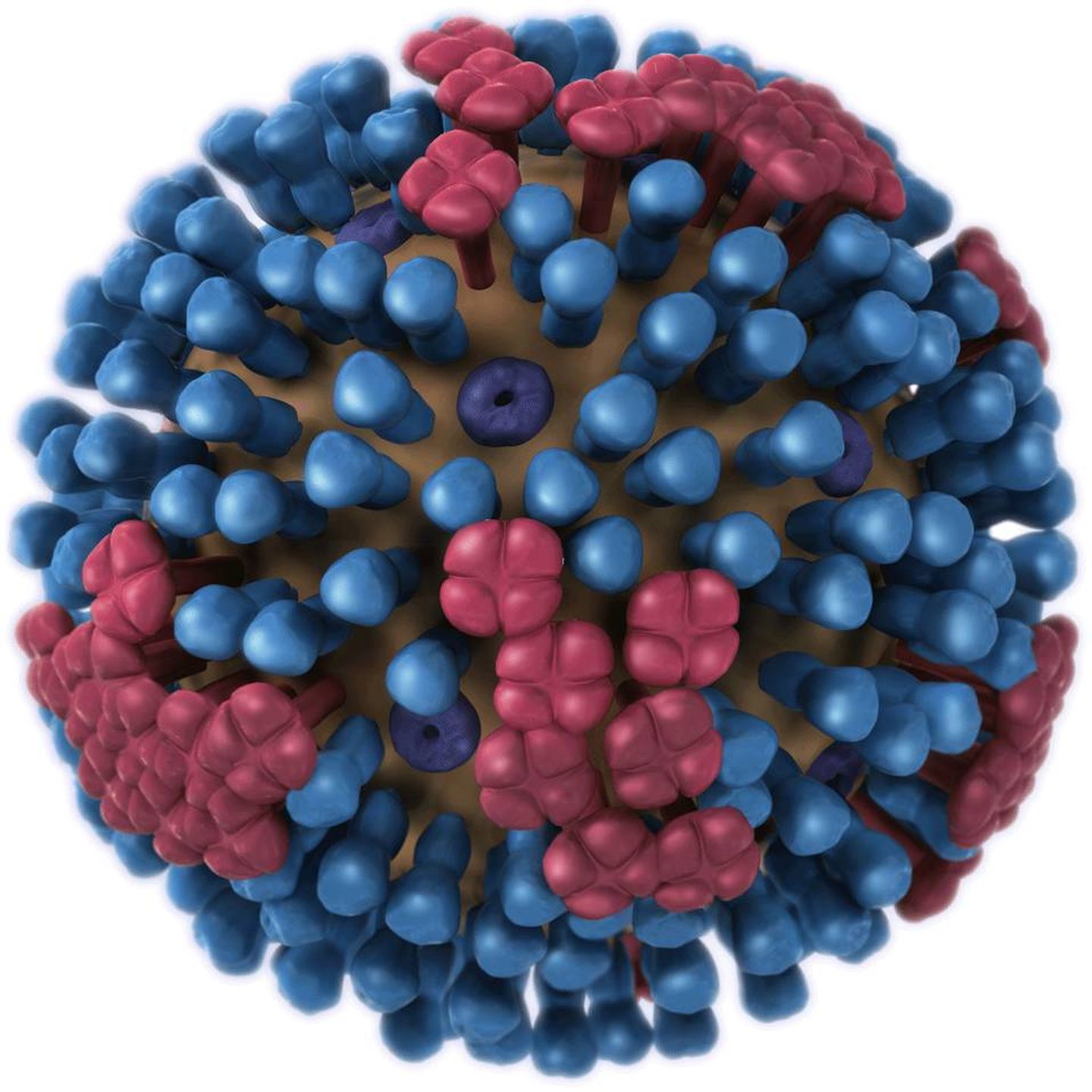 Un virus de la gripe, las chinchetas azules representan las hemaglutininas y las rojas la neuramidasas (CDC)