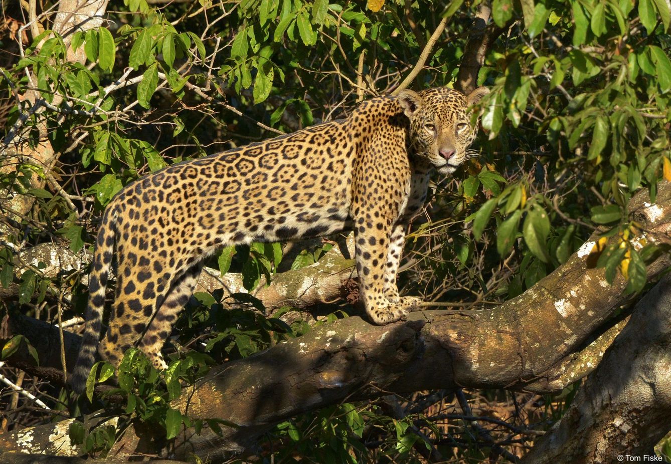 Un Jaguar brasileño. Foto: WWF