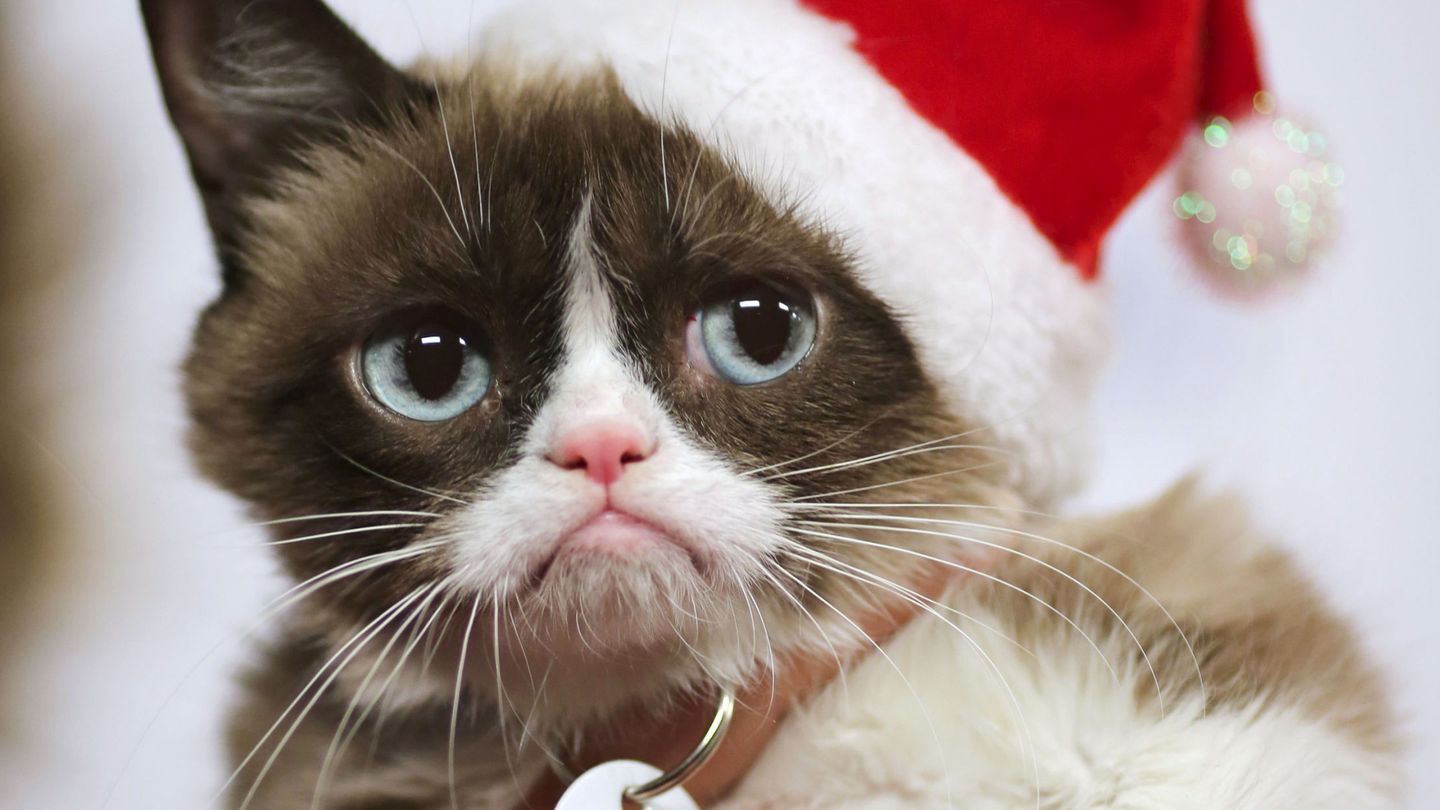 La Navidad es, sin duda, una mala época para los gatos