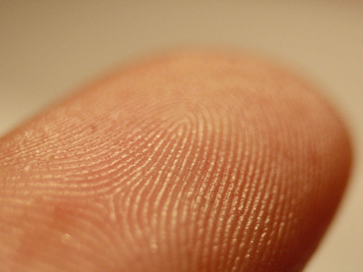 Foto: La huella digital de un dedo puede ser lo único necesario para saber si se ha consumido cocaína (CC)