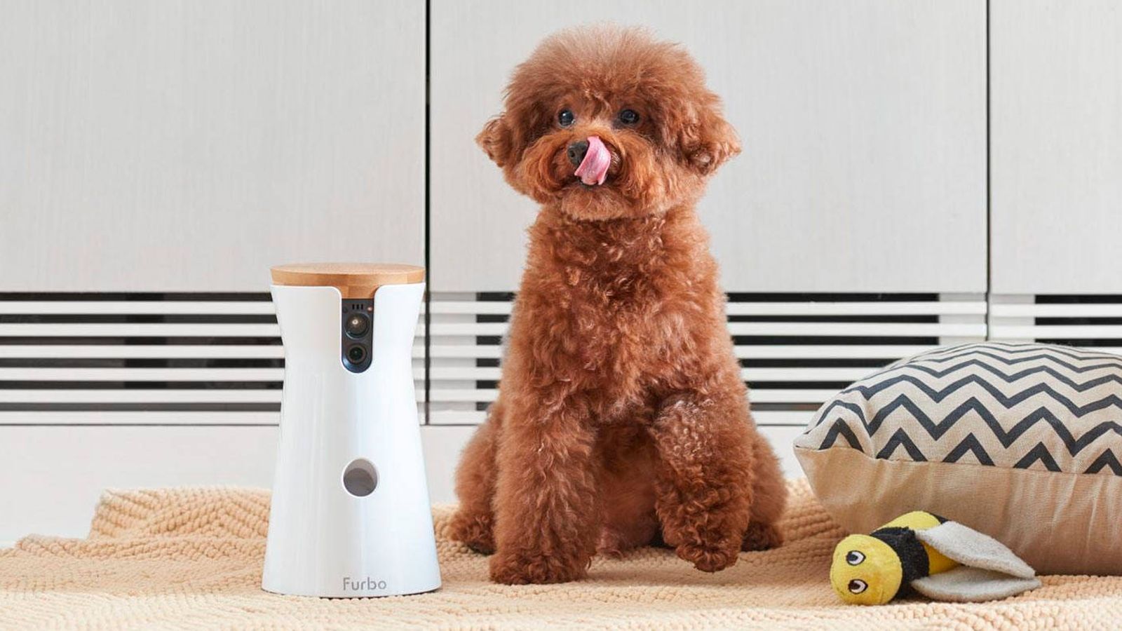 Foto: Tu perro te está pidiendo a gritos un gadget. (Foto: Furbo)