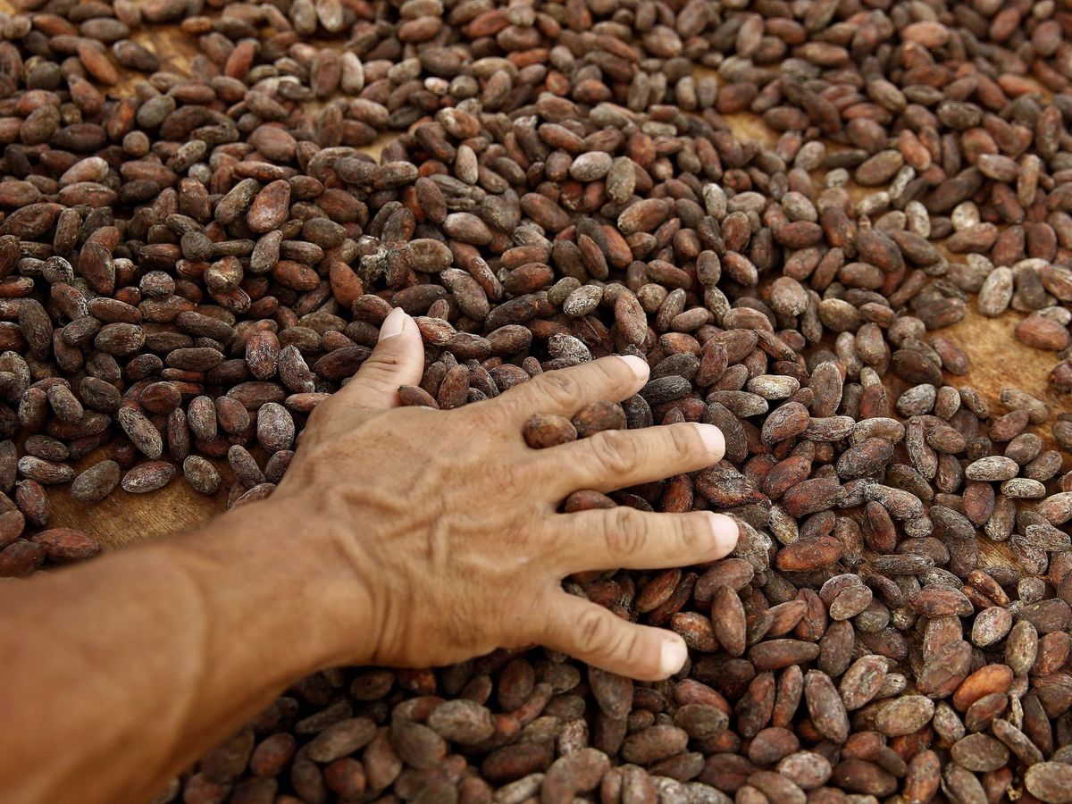 Foto: De las Perseidas al chocolate: cuando se puso a llover cacao en Olten en pleno 2020. (EFE)