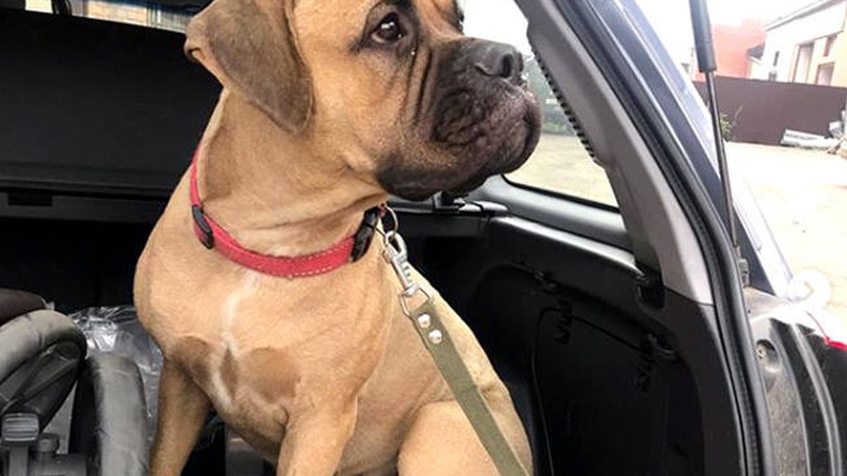 Un perro recorre 200 kilómetros por Siberia para volver con el dueño que lo abandonó