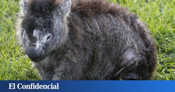Descubren por qué los adorables wombats hacen heces en forma de cubo