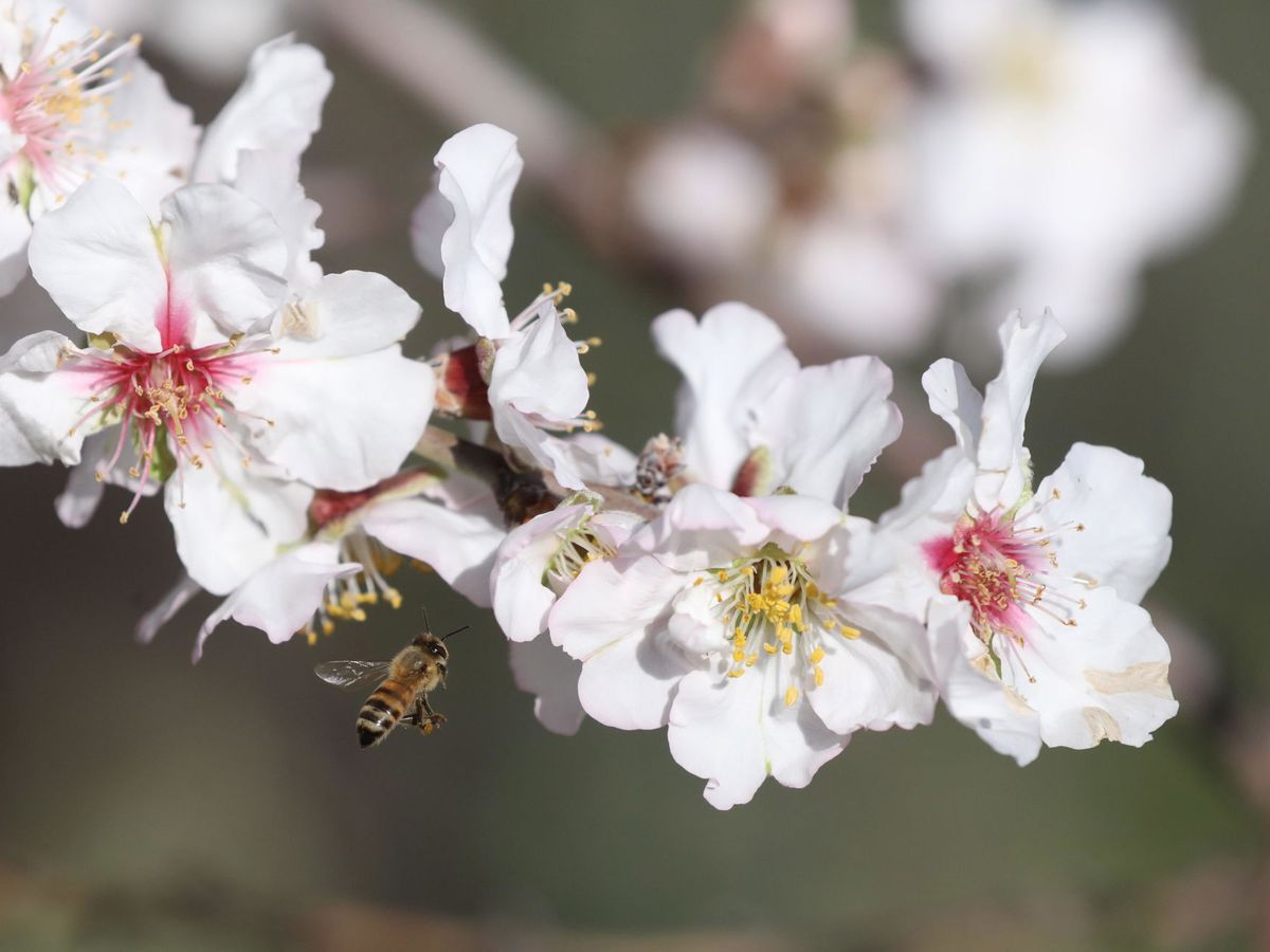 Foto: La función polinizadora de las abejas es fundamental (EFE EPA/Alaa Badarneh)