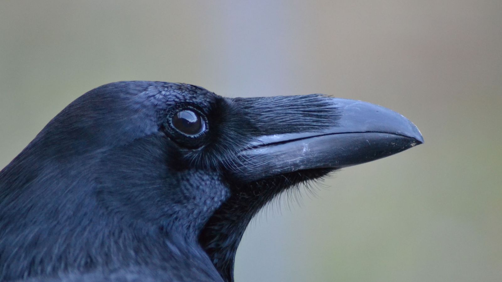 Foto: Un cuervo observa. (Jana Mueller)