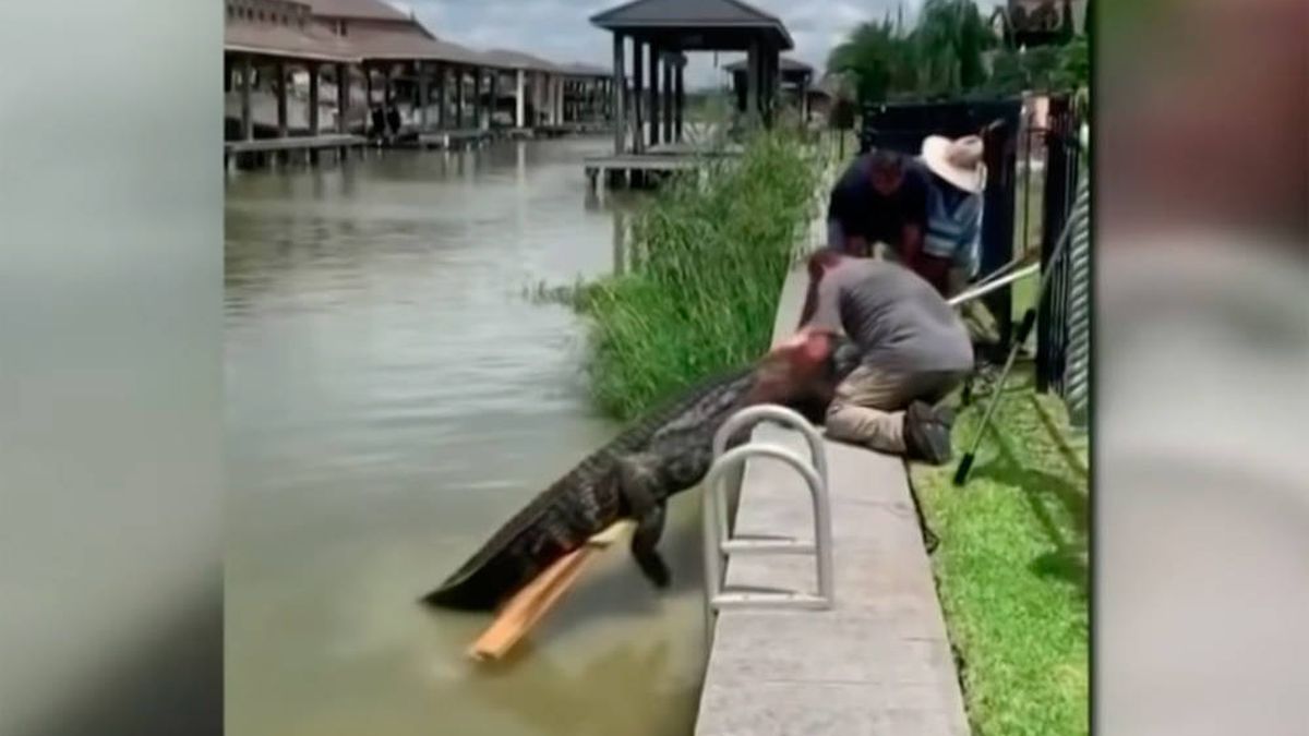 Un padre salva a su hija de 4 años de un caimán de más de 3 metros y medio