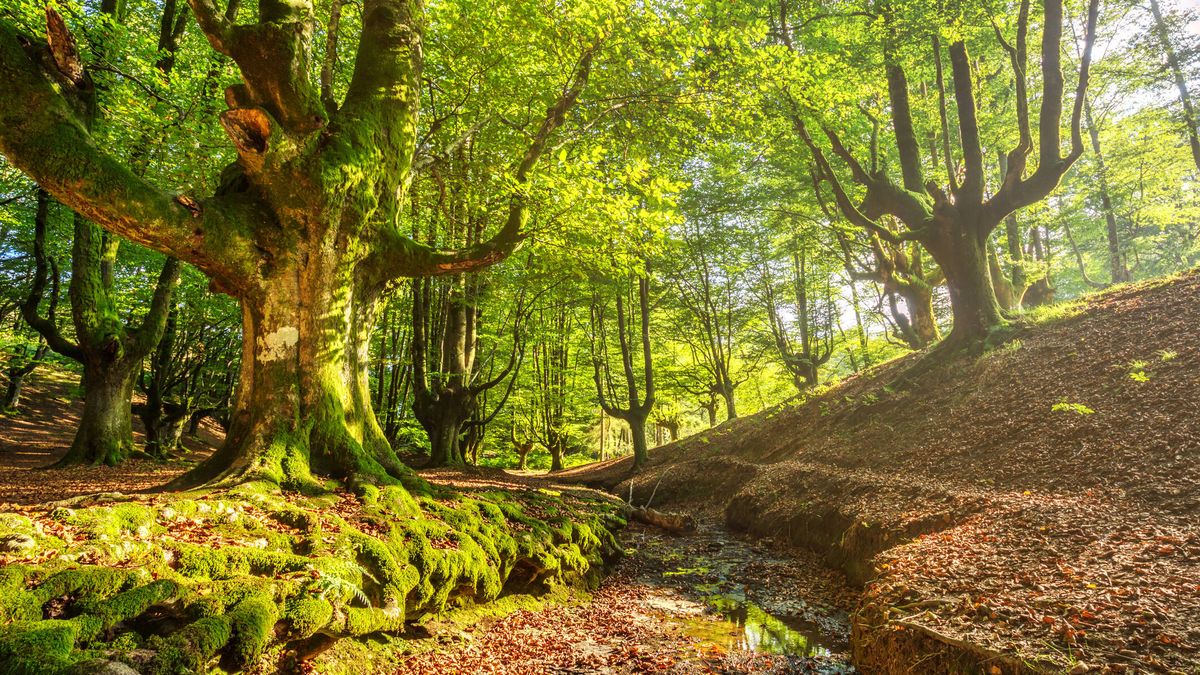 Los bosques de hayas de Europa están en seria amenaza por el cambio climático