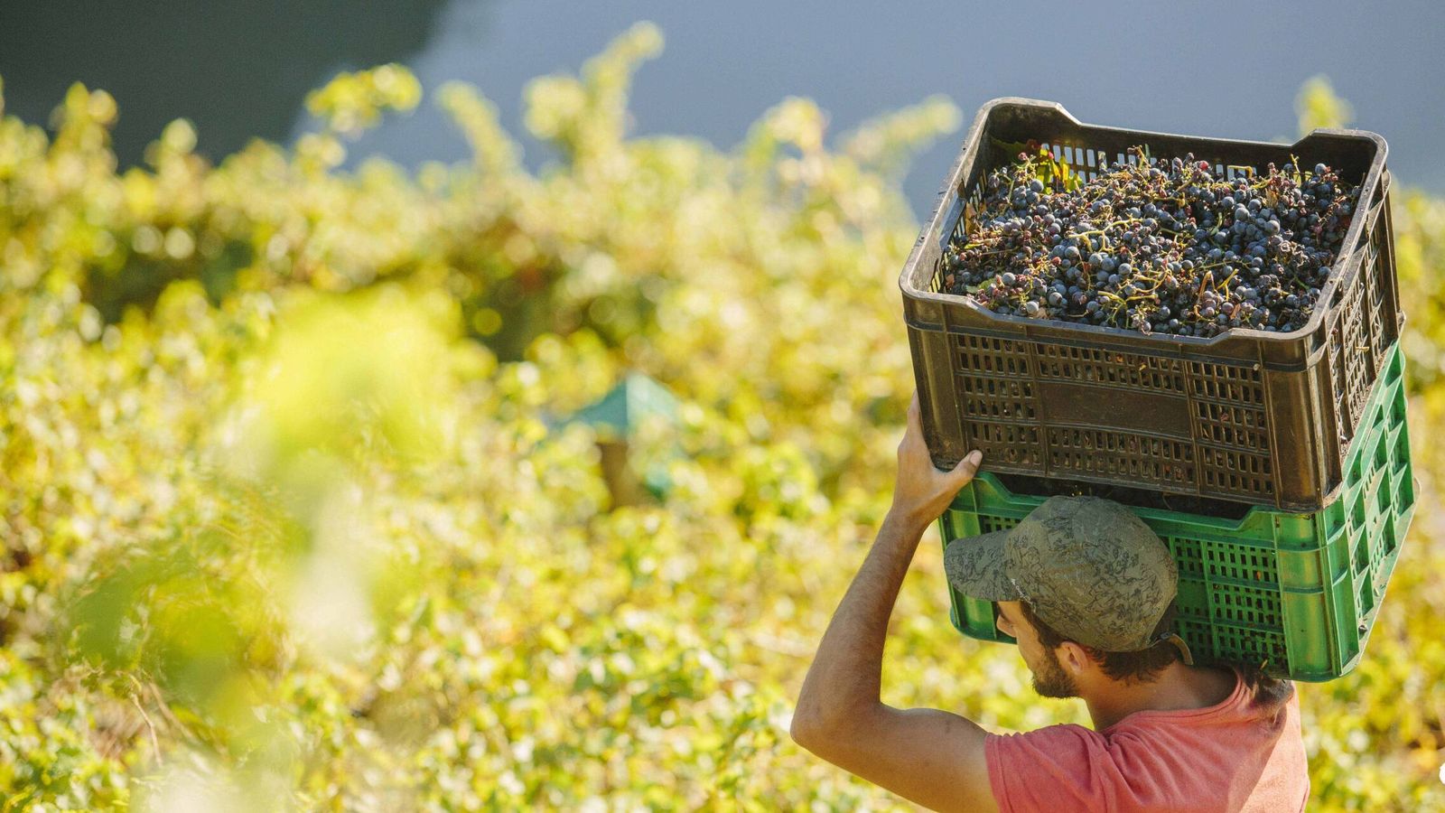 El vino vertical de la Ribeira Sacra: el reto de embotellar un paisaje en la vendimia más precoz