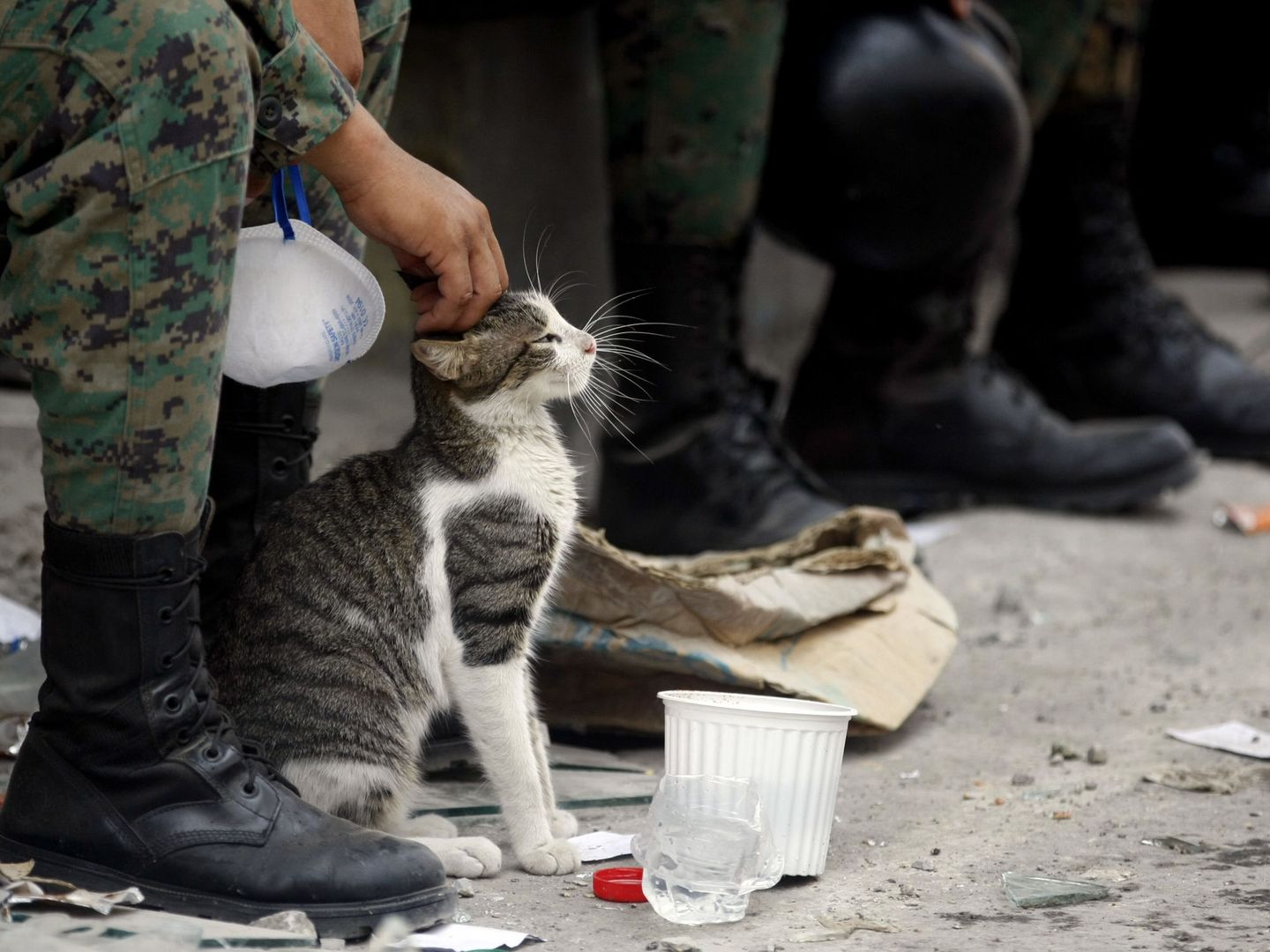 Un militar acaricia a un gato tras una intervención (EFE/Christian Escobar Mora)