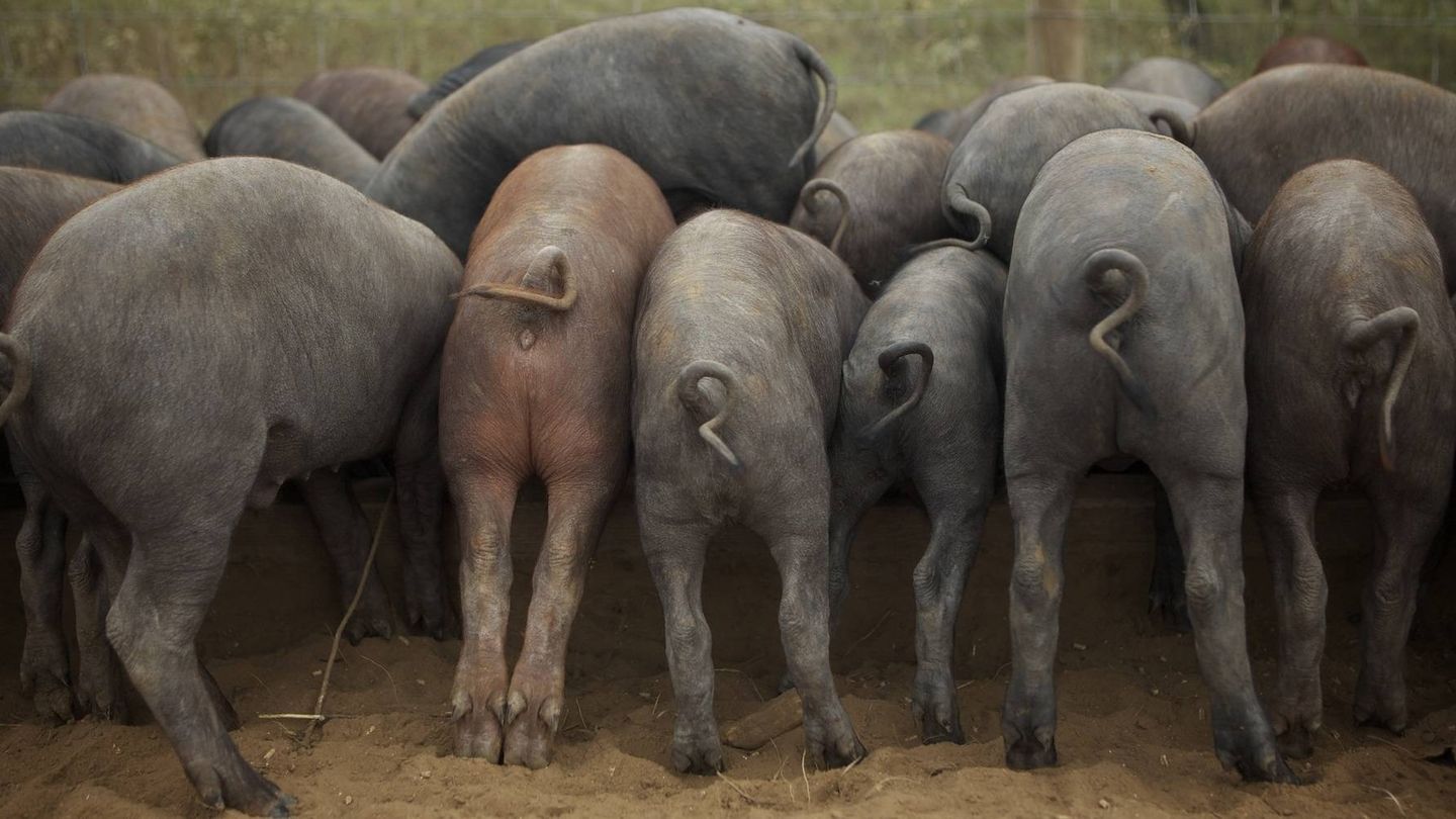 Cerdos ibéricos 'made in Texas'.