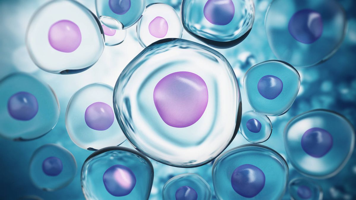 ¿Modificar células genéticamente para luchar contra el cáncer? Ya es una realidad