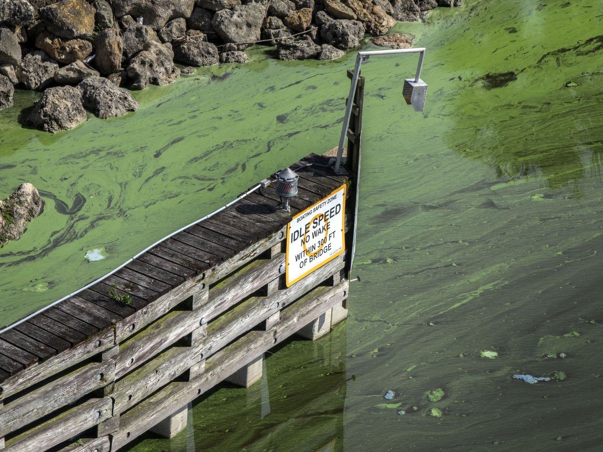 Foto: La eutrofización de los lagos (como el de la imagen, el canal St. Lucie de Florida en EEUU) libera a la atmósfera metano. EFE
