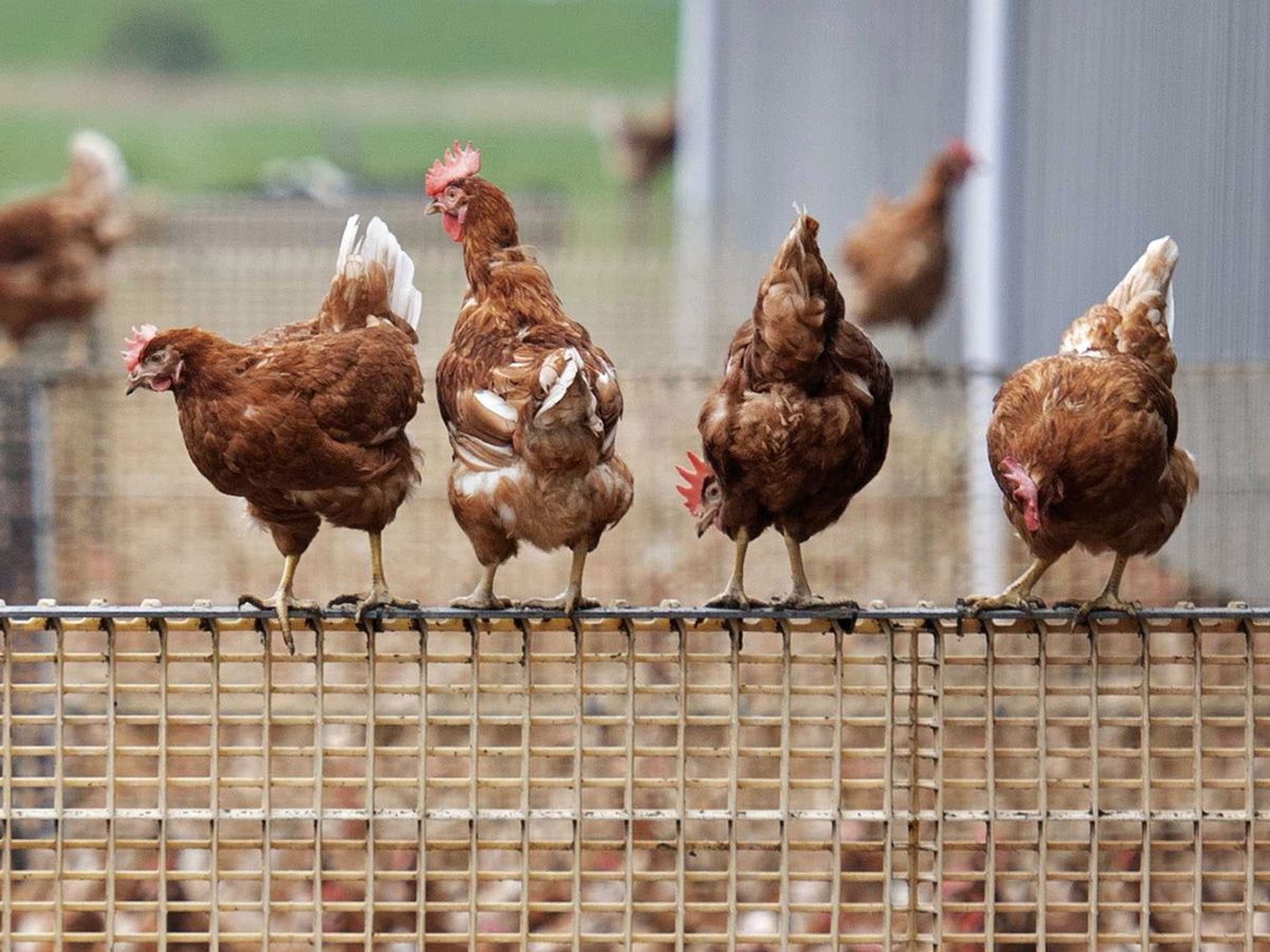 Foto: Pollos en una granja. (EFE)