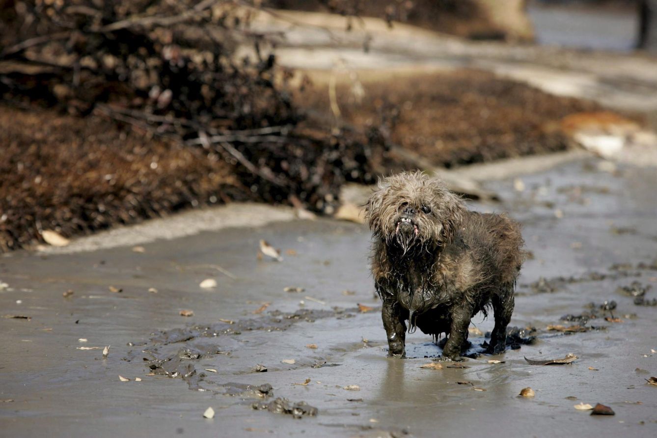 Un perro moribundo tras el Huracán Katrina de Estados Unidos. (EFE)
